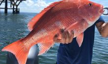 South Atlantic Red Snapper
