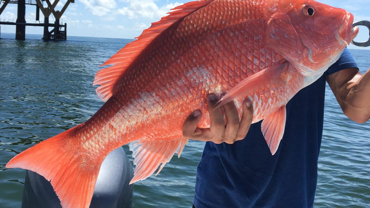 South Atlantic Red Snapper