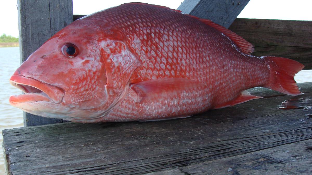 Red snapper