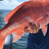 South Atlantic Red Snapper