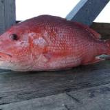 Red snapper